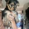 Yorkie Female Puppy available