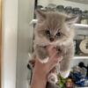 RAGDOLL KITTENS 