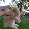 Bunny lionhead available
