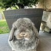 Holland Lop Bunny Rabbit