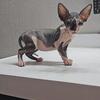 Sphynx kitten female standard & male bambino