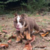 AKC English Bulldog Puppies