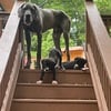 Great Dane puppies BOYS