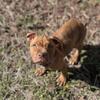 Red brindle pitbull puppy