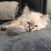 Beautiful Dollfaced Persians