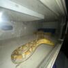 Albino Reticulated Python