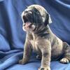 Olde English bulldogge pups