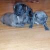 Blue and Brindle French Bulldog  Puppies