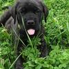 🐾 English Mastiff AKC Puppies 🐾