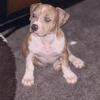 American Bully Puppies