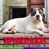 "SPARTACUS" WHITE TRI PIEBALD BLUENOSE PITBULL BULLY STUD