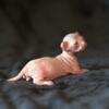 Male Dwelf Kitten - Reserved - Hairless Sphynx Elf Bambino & Dwelf Kittens - Sphynxking.Com