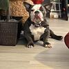 Exotic bully