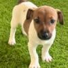 Jack Russell Terrier puppy- male