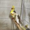 Nice and healthy cockatiel mail and female +breeding bear