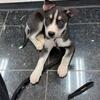 Husky pitbull mix