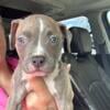 Pitbull Puppies for sale