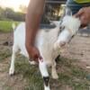 Nigerian Dwarf Bucks