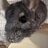 CHINCHILLA FOR SALE