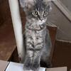 Maine Coon