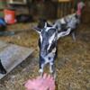 Nigerian dwarf Does