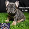 Pure bread French Bulldog