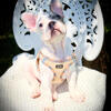 Blue and tan Pied Merle male