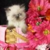 Himalayan kittens looking for homes