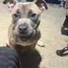 Standard American bully I’m pregnant and have to move