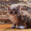 Russian Exotic Maine Coon Kittens 