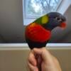 Almost 2 year old female rainbow lorikeet