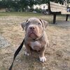 Ch. Sumo x Ollie Lilac Tri Male Puppy:  BC Bully Bank's American Bully Pocket Male Available for sale