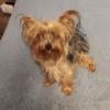 Cute Male Yorkie 6 months old puppy.