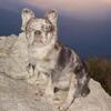 Reduced! AKC French Bulldog breeding TRIO