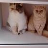 Huge Opportunity from Cattery Closing