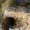 Two male Gerbils 