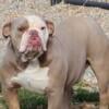 IOEBA registered Olde English Bulldogge