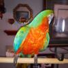 Large haliquin macaw for sale