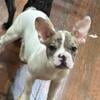 4 Month Old Male French Bulldog