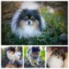 ADKPOM Pomeranian Puppies Gloversville NY 