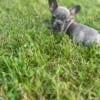 French Bulldog Puppies