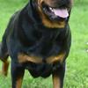 AKC Rottweilers
