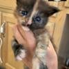 Maine coon kittens health tested lines