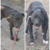 American Bandogge Dogs and Pups to good home