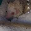 Urgently Rehoming Hedgehog