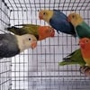 Beautiful Opaline and Other Lovebird Mutations