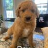 Goldendoodles puppies