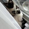 Tica registered Siamese kitten