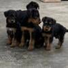 AKC Airedale puppies