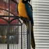 Rehoming Blue/Gold Macaw